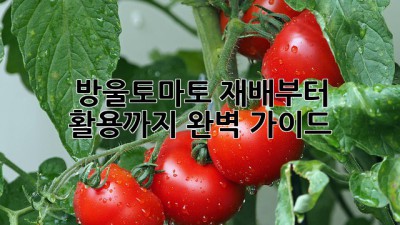 방울토마토 재배부터 활용까지 완벽 가이드